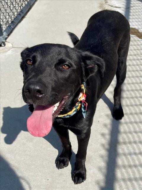 Photo of Murph, adoptable Labrador Retriever in Tulsa, Oklahoma