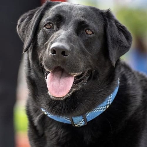 Photo of Maybee Baby, adoptable Labrador Retriever in San Diego, California