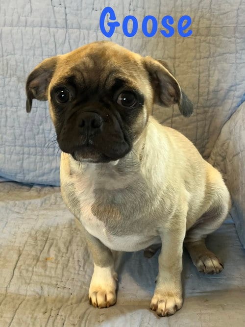 Photo of Goose, adoptable Pug in Pipe Creek, Texas