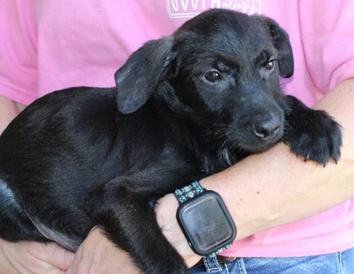 Photo of Dean 44381, adoptable Terrier in Prattville, Alabama
