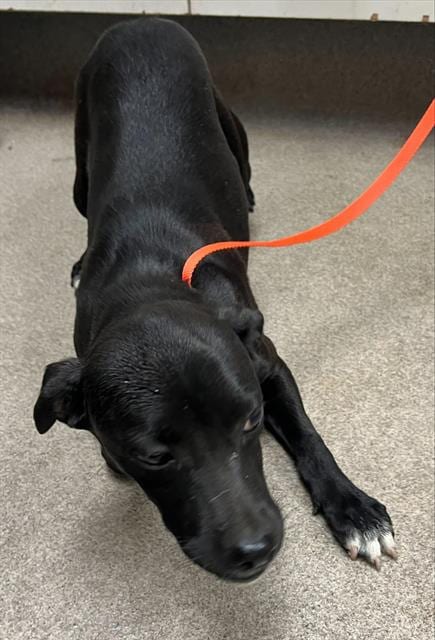 Photo of Judy Hopps, adoptable Pit Bull Terrier in HESPERIA, California
