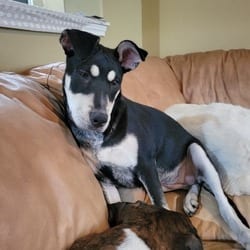 Photo of Riley SH, adoptable Shepherd (Unknown Type) Plott Hound in Hartford, Connecticut