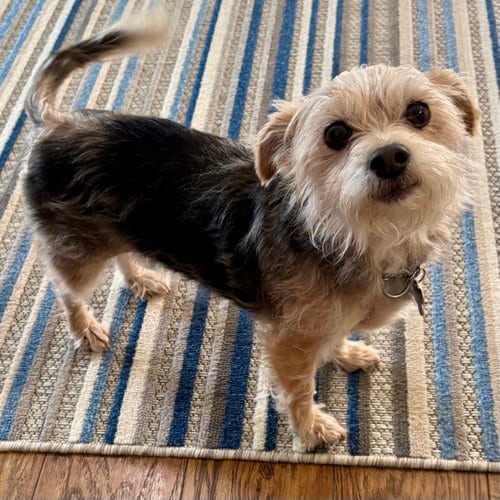 Photo of Sissy 2026, adoptable Yorkshire Terrier Yorkie in Batavia, Ohio