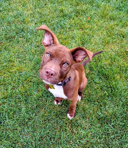 Photo of A A Ron Flex, adoptable Pit Bull Terrier in Sandy, Utah