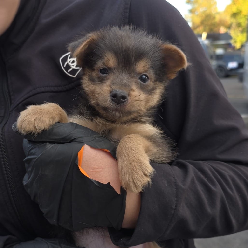 Photo of Cletis, adoptable Mixed Breed (Small) in Bend, Oregon