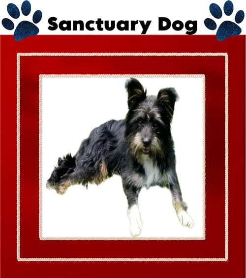 Photo of Freebie Ouderkirk, adoptable Terrier in Cuba, New York