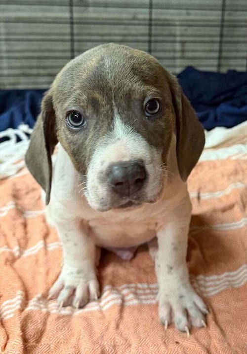 Photo of Toby (GA), adoptable Basset Hound in New York, New York