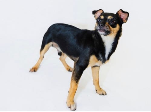 Photo of Chase, adoptable Chihuahua in York, South Carolina