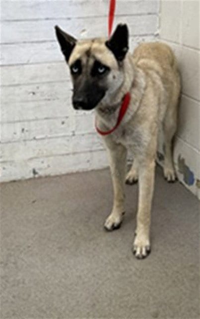 Photo of Nala, adoptable German Shepherd Dog in San Bernardino, California