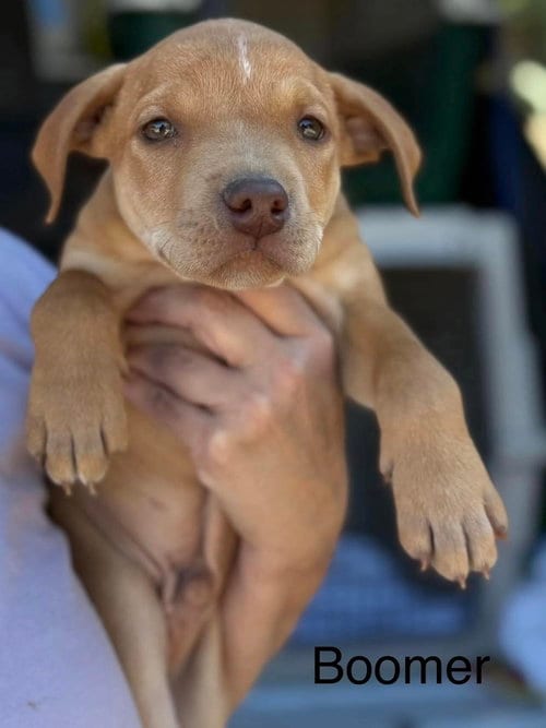 Photo of Boomer (Seven Wonders 2026), adoptable Pit Bull Terrier in Wenonah, New Jersey