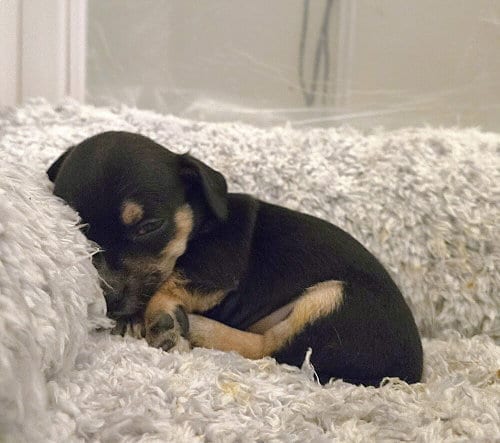 Photo of Kief, adoptable Terrier in Pacifica, California
