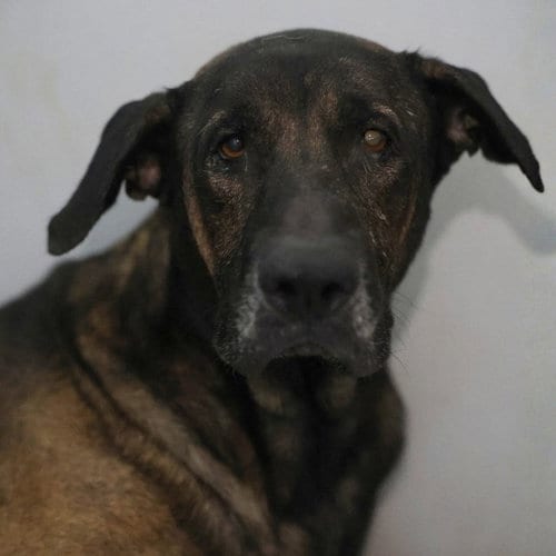 Photo of BO, adoptable Hound in San Antonio, Texas