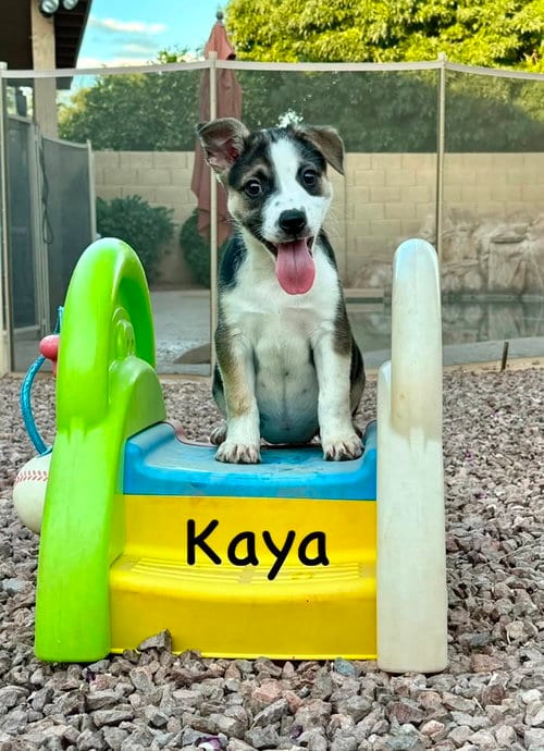 Photo of Kaya, adoptable Jack Russell Terrier in Cave Creek, Arizona