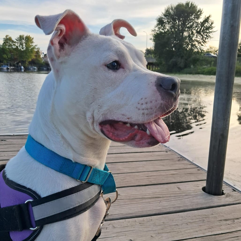 Photo of TizzyAnn D12435, adoptable Terrier, Pit Bull in Princeton area, Minnesota