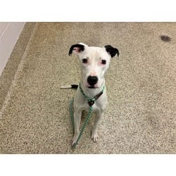 Photo of Rosco, adoptable American Bulldog in Colorado Springs, Colorado