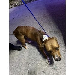 Photo of Ahmed, adoptable Terrier (Unknown Type, Medium) in Doral, Florida