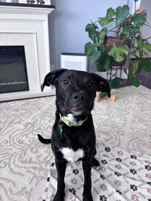 Photo of Albert, adoptable Black Labrador Retriever in Tonawanda, New York
