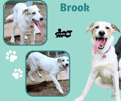 Photo of Brook, adoptable Retriever in Lindsay, California