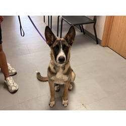 Photo of Azalea, adoptable German Shepherd Dog Australian Cattle Dog in San Bernardino, California