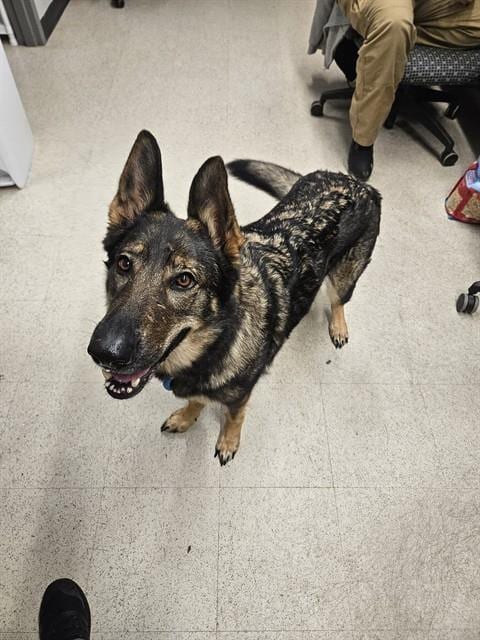 Photo of Nyx, adoptable German Shepherd Dog in St Peters, Missouri