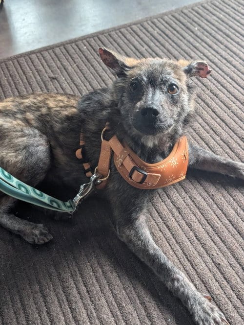 Photo of RueBee, adoptable Shepherd in Holly Springs, North Carolina