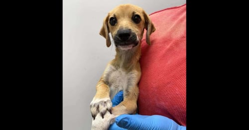 Photo of Salem (SC), adoptable Terrier in New York, New York