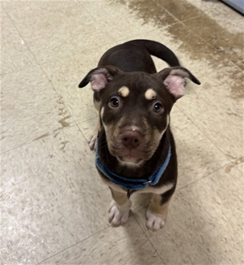 Photo of Sally, adoptable Husky in Statesville, North Carolina