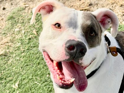 Photo of Comet, adoptable dog in Georgetown, Texas