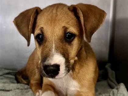 Photo of Mario, adoptable dog in Georgetown, Texas