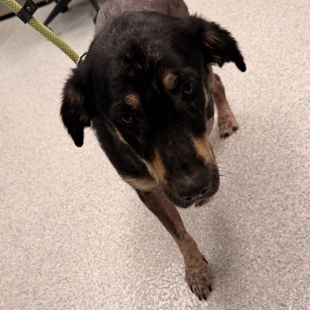 Photo of Target, adoptable Shepherd in Spartanburg, South Carolina