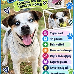 Photo of Dean, adoptable Mixed Breed (Medium) in Roswell, Georgia