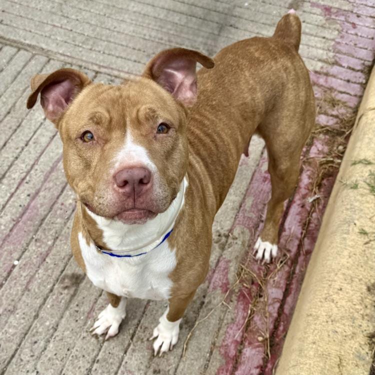 Photo of Hailey, adoptable Staffordshire Bull Terrier mix in Houston, Texas