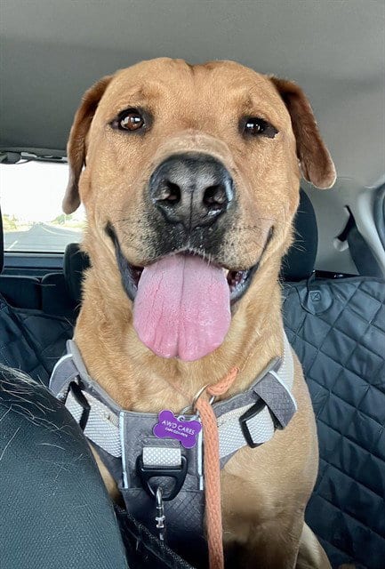 Photo of Scooby, adoptable Labrador Retriever in Albuquerque, New Mexico