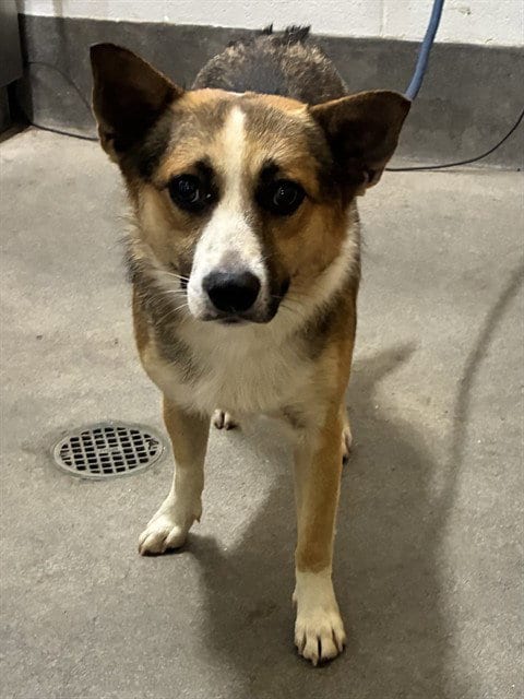 Photo of Sammy, adoptable Cardigan Welsh Corgi in Forestville, Maryland