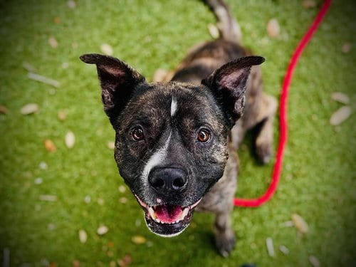 Photo of Timothy, adoptable Staffordshire Bull Terrier in Orlando, Florida