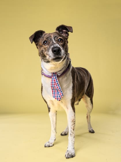 Photo of Summer Squash, adoptable dog in Atlanta, Georgia