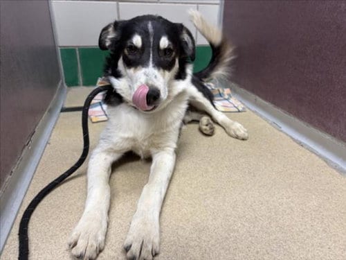 Photo of Coltrane, adoptable Border Collie in Fort Collins, Colorado