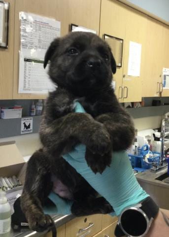 Photo of Mello, adoptable German Shepherd Dog in Riverside, California