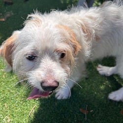 Photo of Swiffer, adoptable Norfolk Terrier in Lakeland, Florida