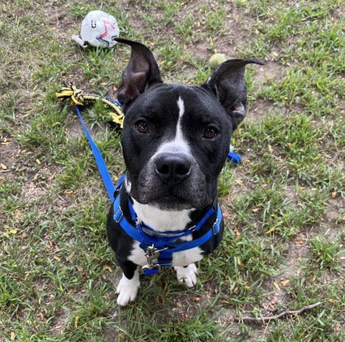 Photo of Ritter, adoptable Pit Bull Terrier in Boston, Massachusetts