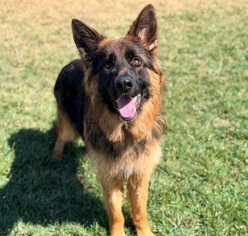 Photo of Earl, adoptable German Shepherd Dog in Fairfield, California