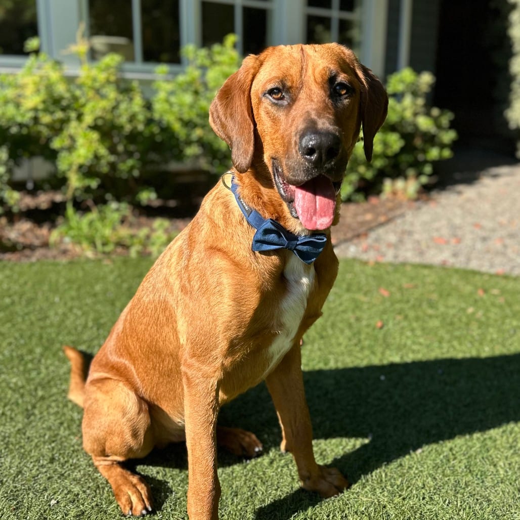 Photo of Lyle Lovett, adoptable Hound / Mix in San Francisco, California