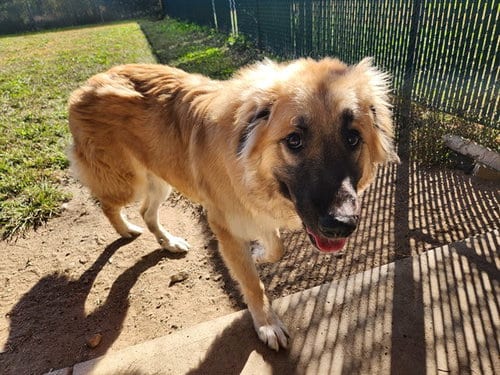 Photo of Rollie, adoptable Anatolian Shepherd in Springfield, Massachusetts