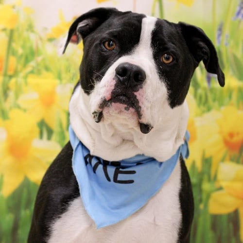Photo of Ben, adoptable American Bulldog in East Smithfield, Pennsylvania