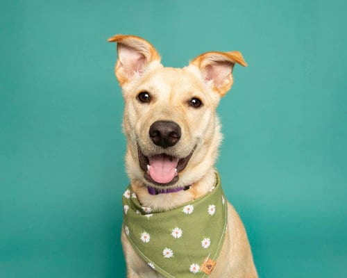 Photo of Nutterbutter, adoptable Terrier in Corona, California