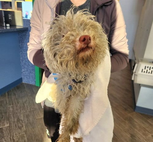 Photo of Guppy, adoptable Poodle (Miniature) in Maryland, Missouri