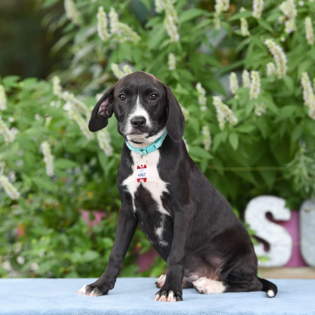 Photo of Murrelet, adoptable Hound in Wake Forest, North Carolina