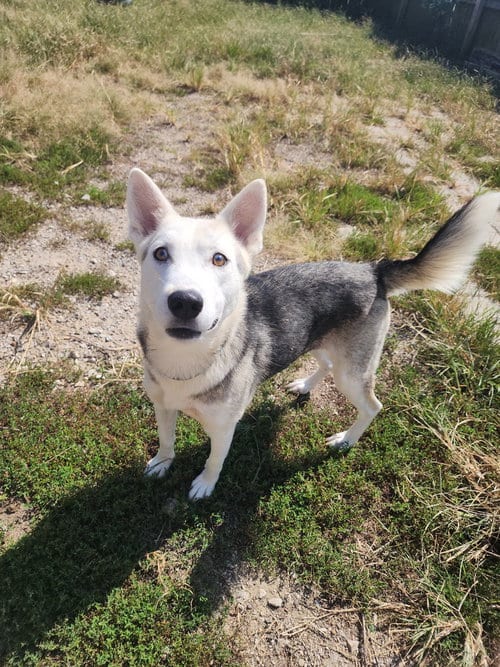 Photo of Vada, adoptable Husky in Evansville, Indiana