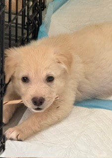 Photo of Miny, adoptable Labrador Retriever in Sedalia, Colorado