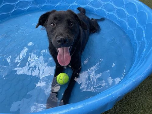 Photo of Daisy Mae, adoptable Labrador Retriever in Waco, Texas
